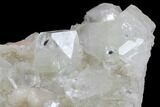 Zoned Apophyllite Crystal Cluster - India #91331-2